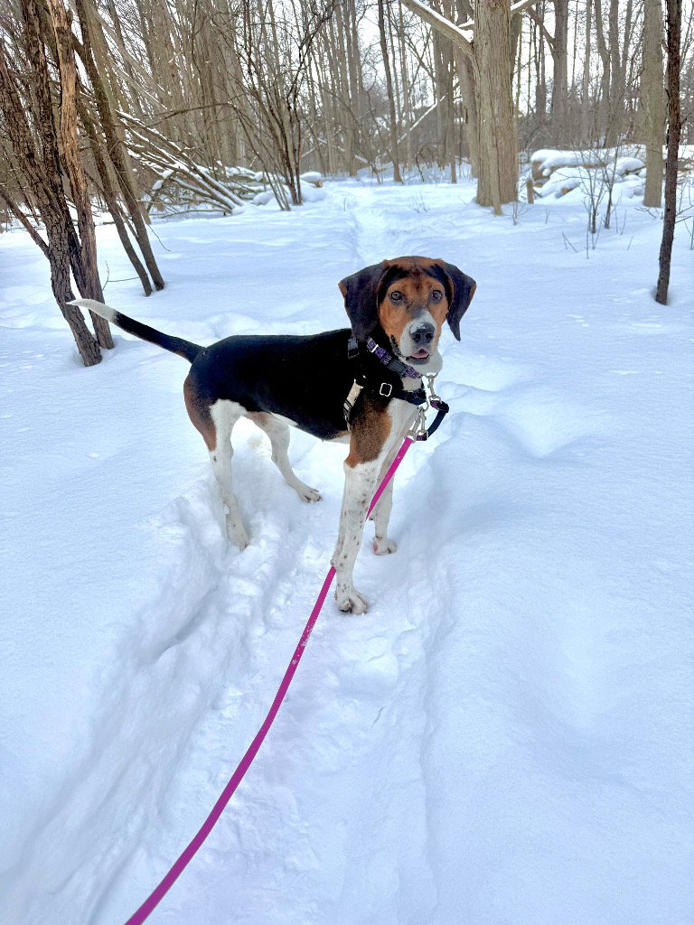 Hound