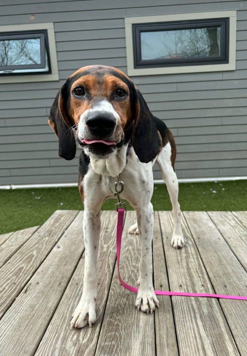 Wren, an adoptable Coonhound in Liverpool, NY