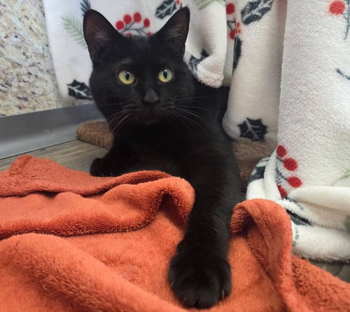 Emmett, an adoptable Domestic Short Hair in Liverpool, NY