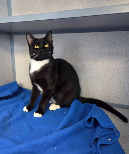 Leah, an adoptable Domestic Short Hair in Liverpool, NY