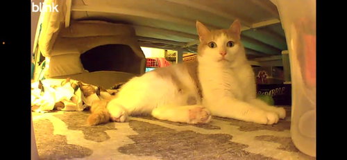Pumpkin, an adoptable Domestic Short Hair in Liverpool, NY