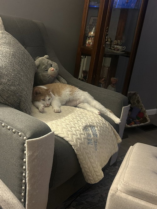 Pumpkin, an adoptable Domestic Short Hair in Liverpool, NY