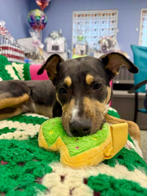 Lisa, an adoptable Shepherd in Liverpool, NY