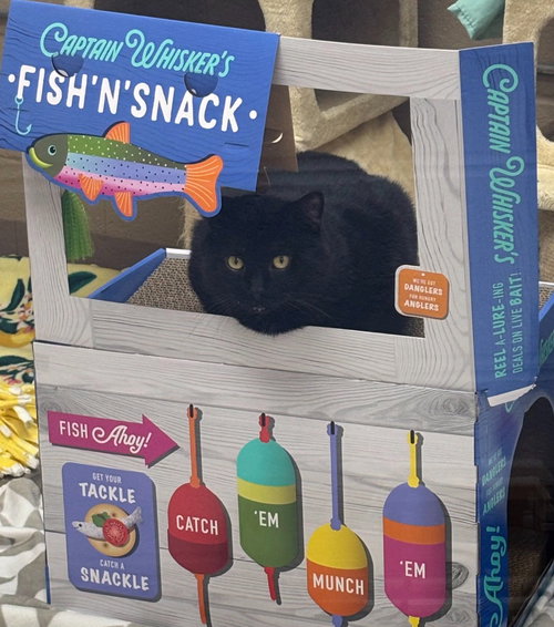 Forklift, Young Domestic Short Hair / Mixed, cat for adoption in Liverpool, New York