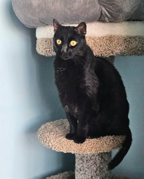 Jinx, an adoptable Domestic Short Hair in Liverpool, NY