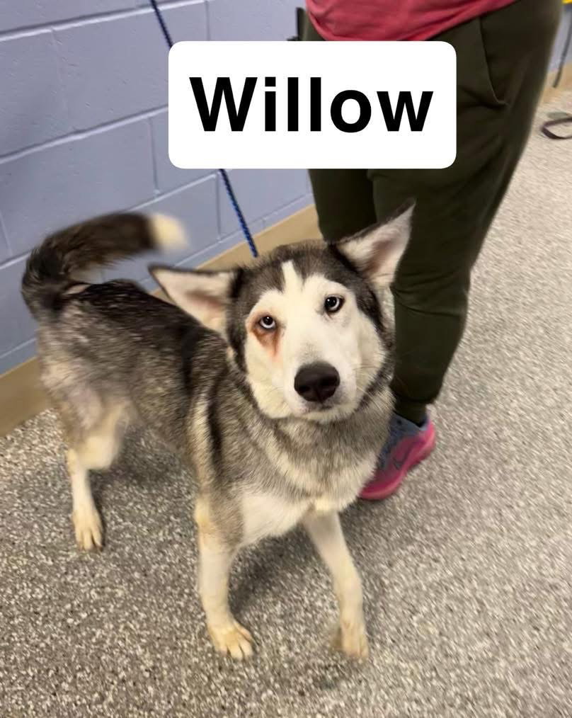 Siberian Husky