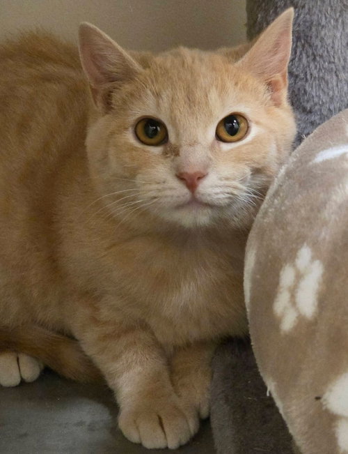 Starbies, an adoptable Domestic Short Hair in Liverpool, NY