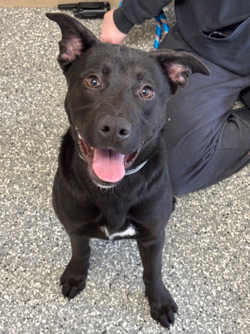 Shannon, an adoptable Labrador Retriever in Liverpool, NY