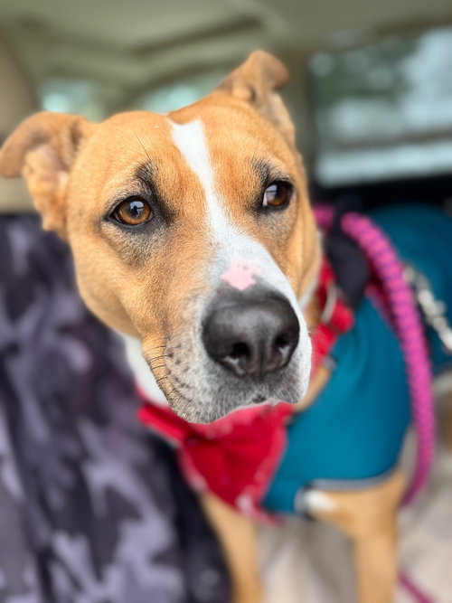 Darla, an adoptable Pit Bull Terrier in Liverpool, NY