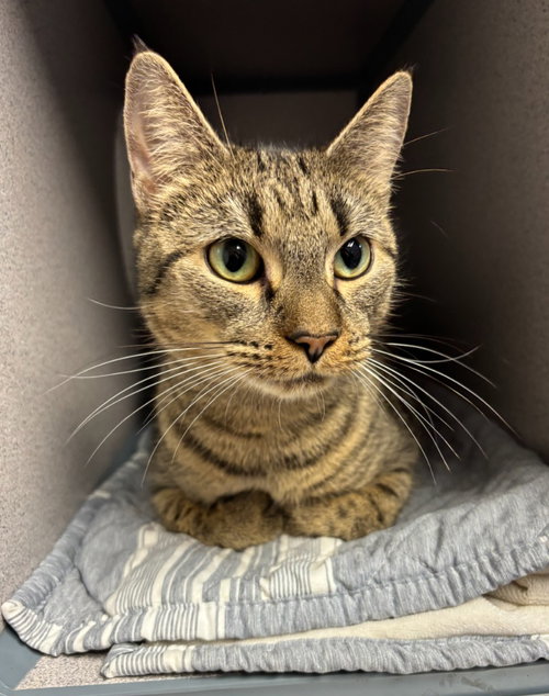 Aster, an adoptable Domestic Short Hair in Liverpool, NY