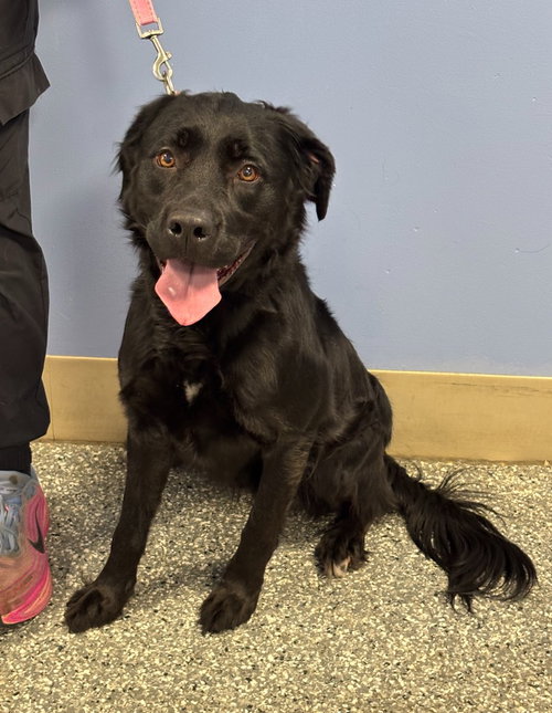 Lydia, an adoptable Retriever in Liverpool, NY