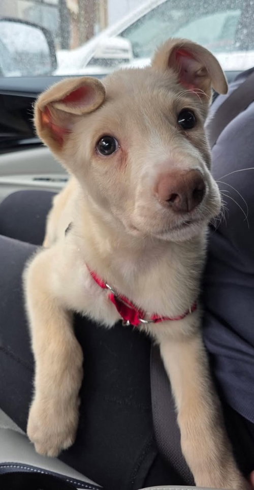 Avalanche, an adoptable Poodle in Liverpool, NY