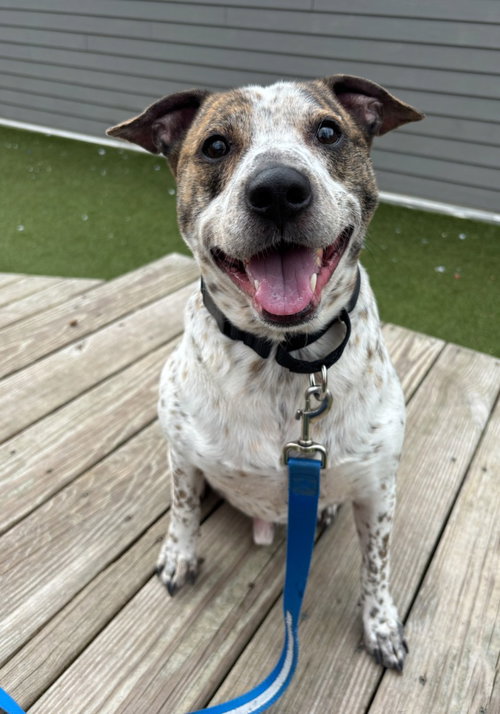 Jack, an adoptable Terrier in Liverpool, NY