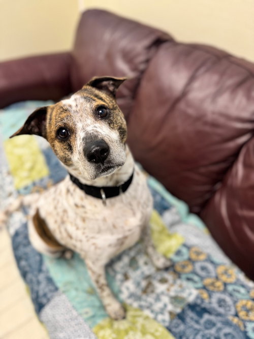 Jack, an adoptable Terrier in Liverpool, NY