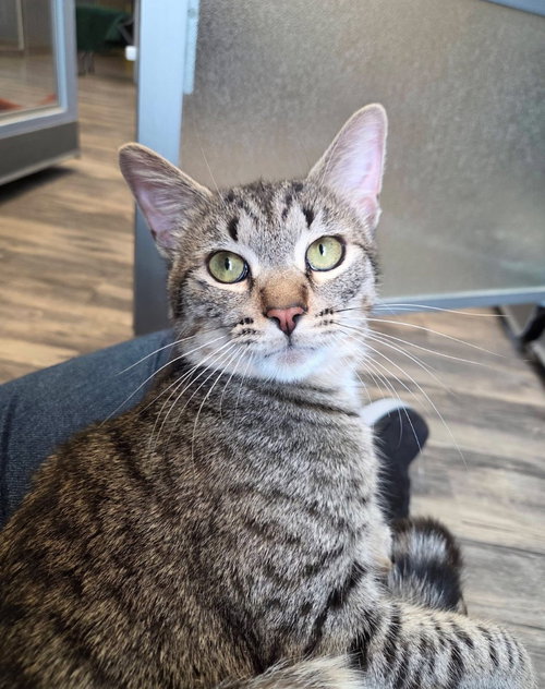Mischa, an adoptable Domestic Short Hair in Liverpool, NY