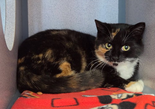 Myrna, an adoptable Calico in Liverpool, NY