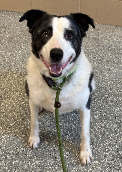 Winston, an adoptable Cattle Dog in Liverpool, NY