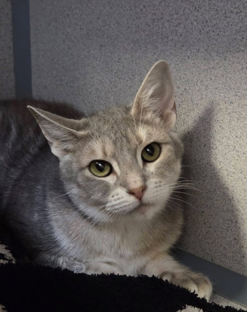 Couscous, an adoptable Domestic Short Hair in Liverpool, NY