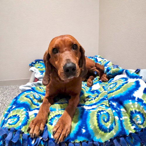 Huckleberry, an adoptable Redbone Coonhound in Liverpool, NY