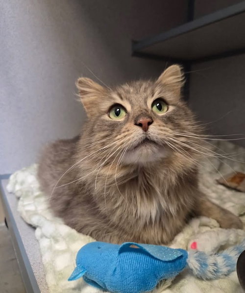 Morla, an adoptable Domestic Long Hair in Liverpool, NY