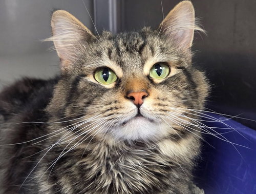 Manfred, an adoptable Domestic Medium Hair in Liverpool, NY