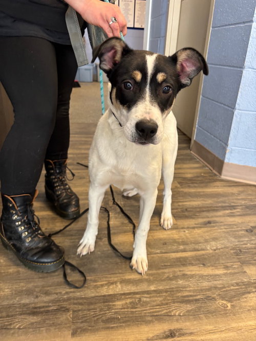Leon, an adoptable Terrier in Liverpool, NY
