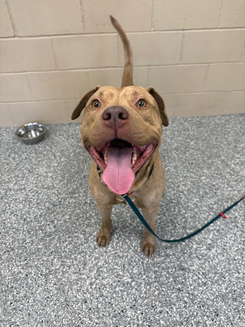 Beefcake, an adoptable Pit Bull Terrier in Liverpool, NY