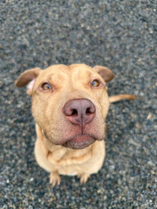 Beefcake, an adoptable Pit Bull Terrier in Liverpool, NY