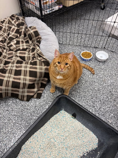 Two Ton Tony, an adoptable Domestic Short Hair in Liverpool, NY