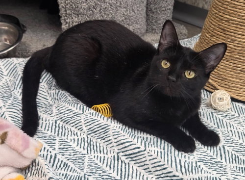 Cheerio, Young Domestic Short Hair / Mixed, cat for adoption in Syracuse, New York