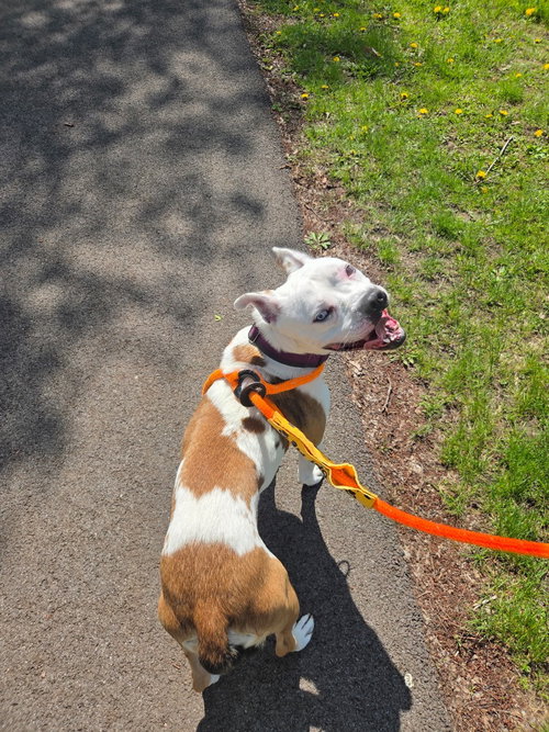 Ivy, an adoptable Boxer in Liverpool, NY