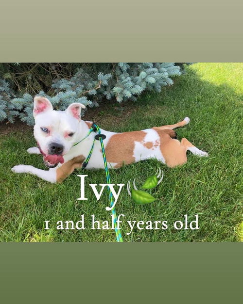 Ivy
