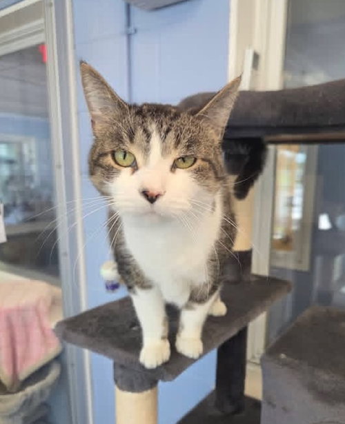 Versace, an adoptable Domestic Short Hair in Liverpool, NY