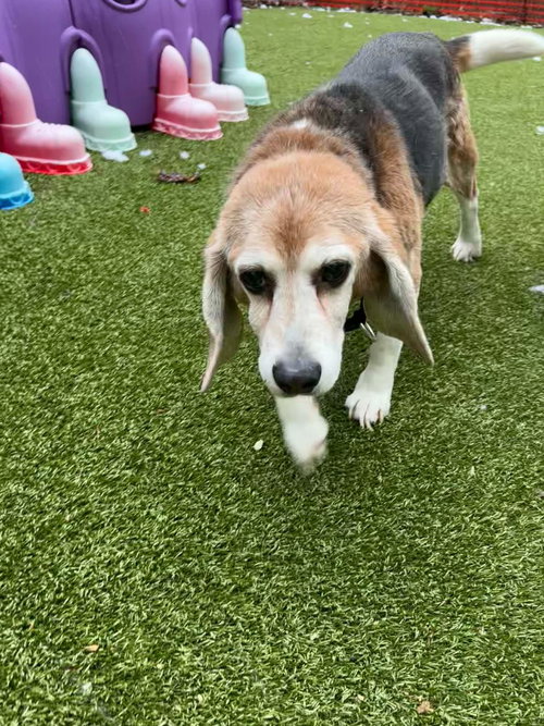 Billy, an adoptable Beagle in Liverpool, NY