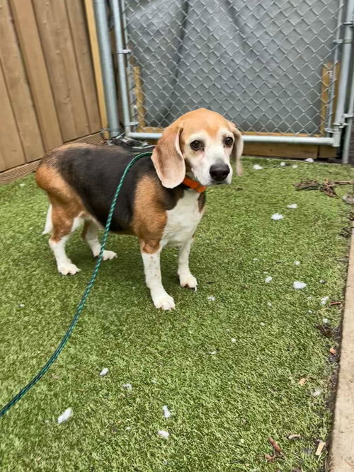 Suzie, an adoptable Beagle in Liverpool, NY