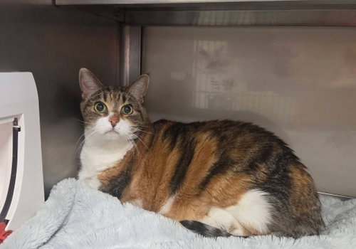 Rosie, Senior Domestic Short Hair / Mixed, cat for adoption in Syracuse, New York