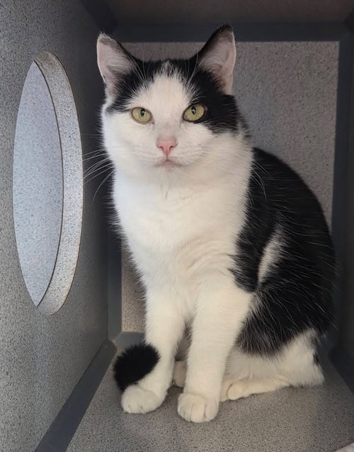Angelique, Adult Domestic Short Hair / Mixed, cat for adoption in Syracuse, New York