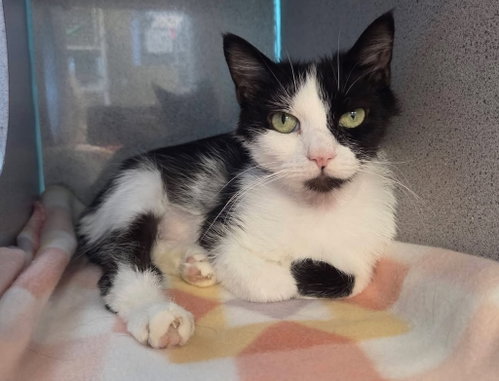 Clover, Young Domestic Short Hair / Mixed, cat for adoption in Syracuse, New York