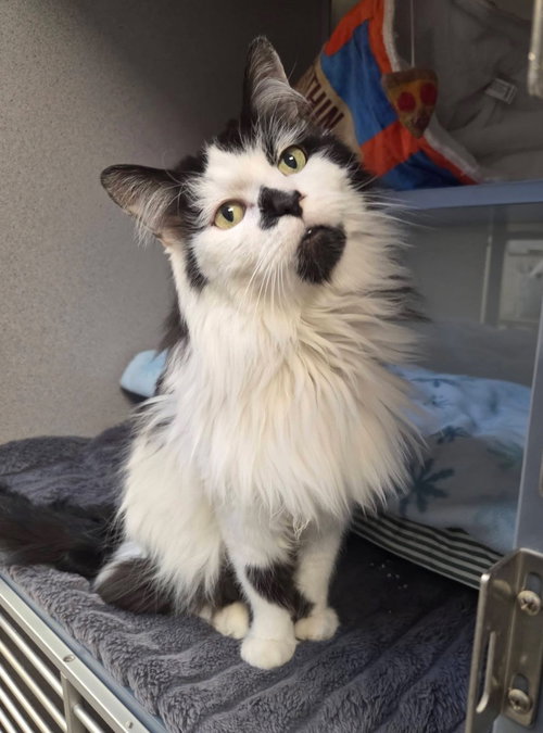 Martin, an adoptable Domestic Long Hair in Liverpool, NY