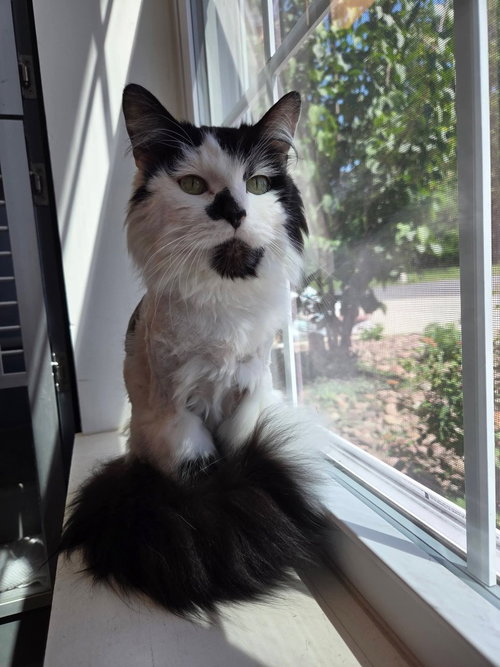 Martin, Senior Domestic Long Hair / Mixed, cat for adoption in Liverpool, New York