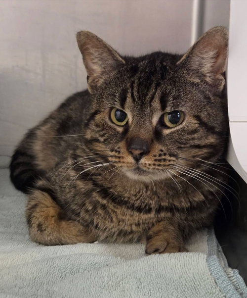 Durwood, Young Domestic Short Hair / Mixed, cat for adoption in Syracuse, New York