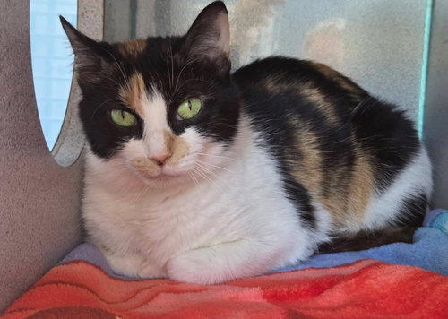 Hattie, an adoptable Calico in Liverpool, NY