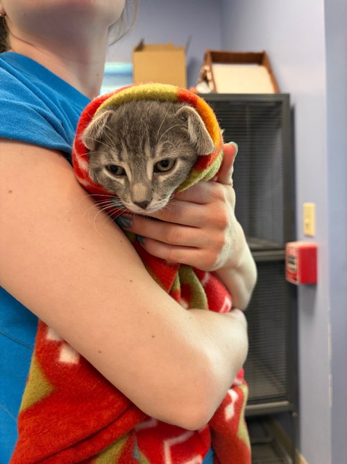 Jamboree, an adoptable Domestic Short Hair in Liverpool, NY