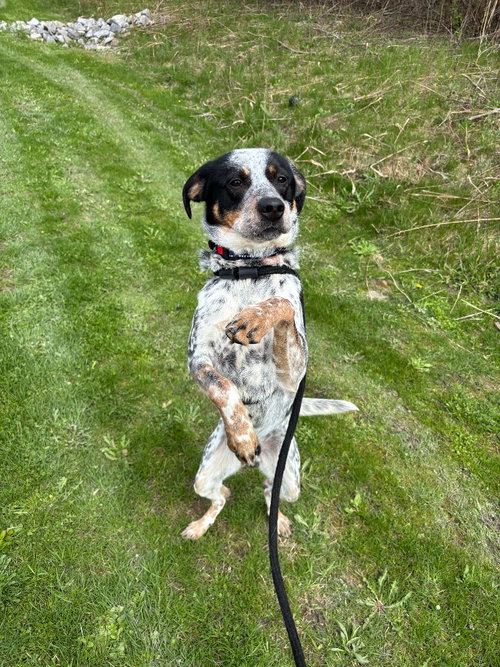 Scout, an adoptable Terrier in Liverpool, NY