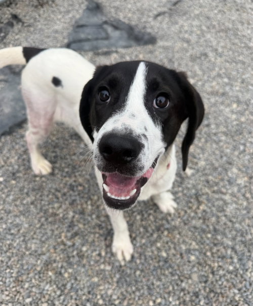 Snoopy, an adoptable Terrier in Liverpool, NY