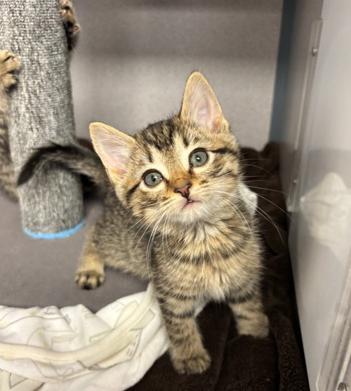 Chestnut, an adoptable Domestic Short Hair in Liverpool, NY