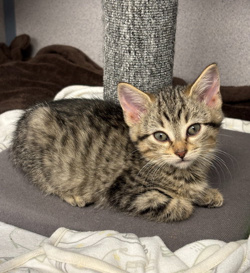 Hazelnut, an adoptable Domestic Short Hair in Liverpool, NY