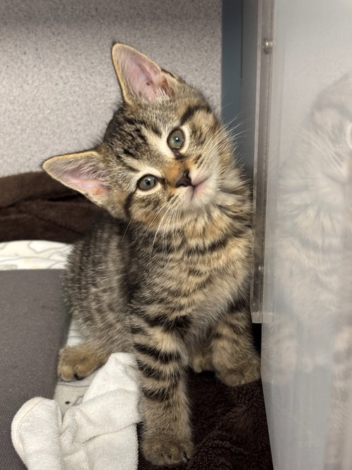 Nutmeg, an adoptable Domestic Short Hair in Liverpool, NY