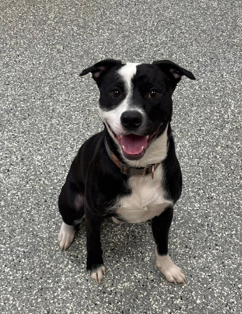 Bear, an adoptable Pit Bull Terrier in Liverpool, NY