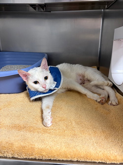 Tawny, an adoptable Siamese in Liverpool, NY